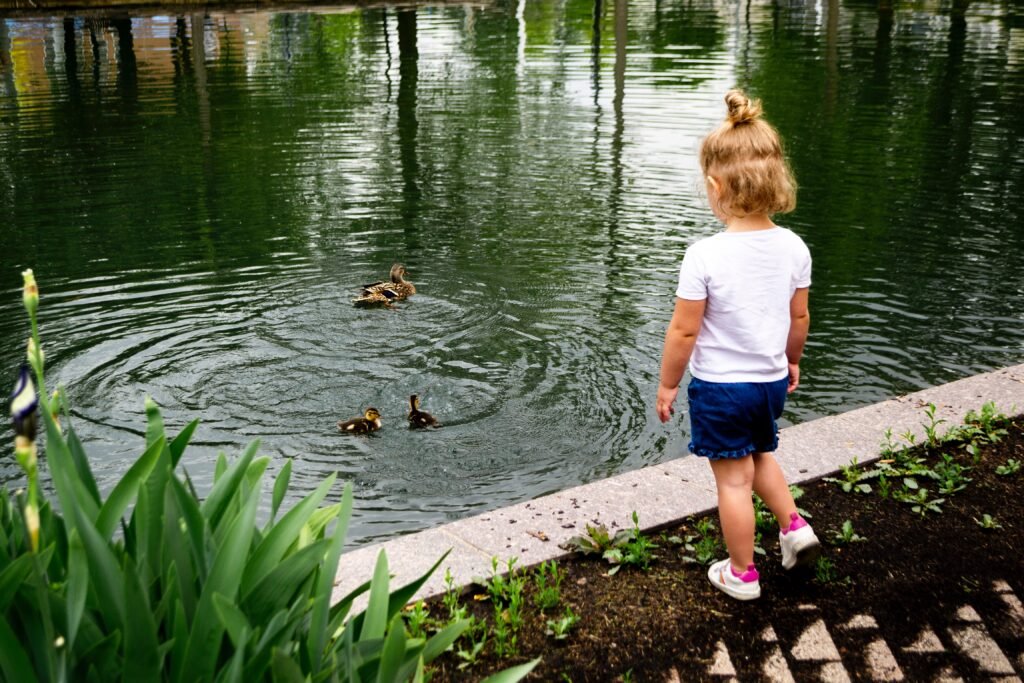 A boy standing alone gazing down a pack of ducks waddling through a pond below creating ripples.